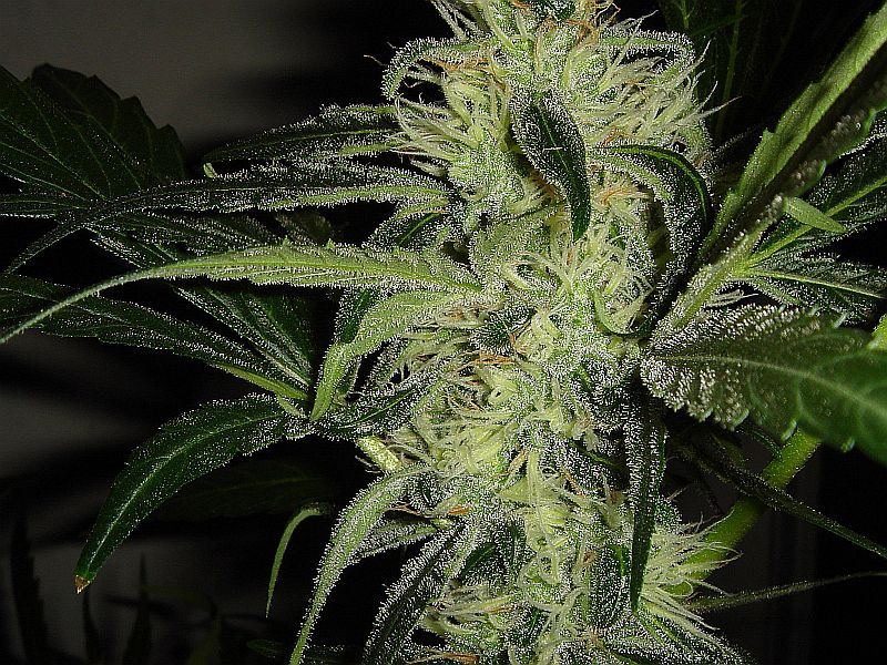 JILLY BEAN  032