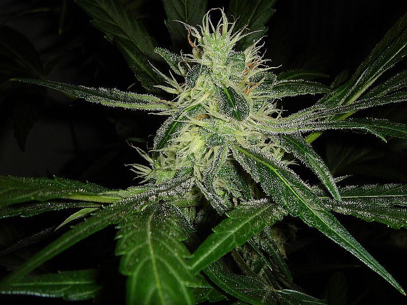 JILLY BEAN 036