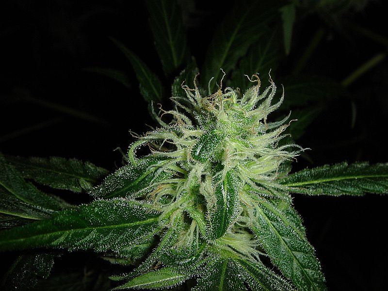 JILLY BEAN 038