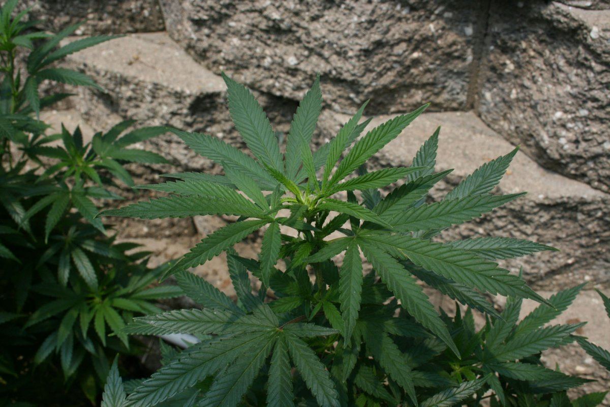 Jilly bean 1