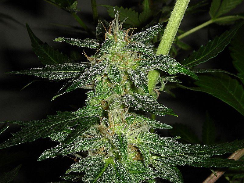 JILLY BEAN031