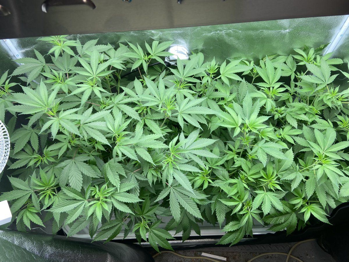 Jillybean 051023   1