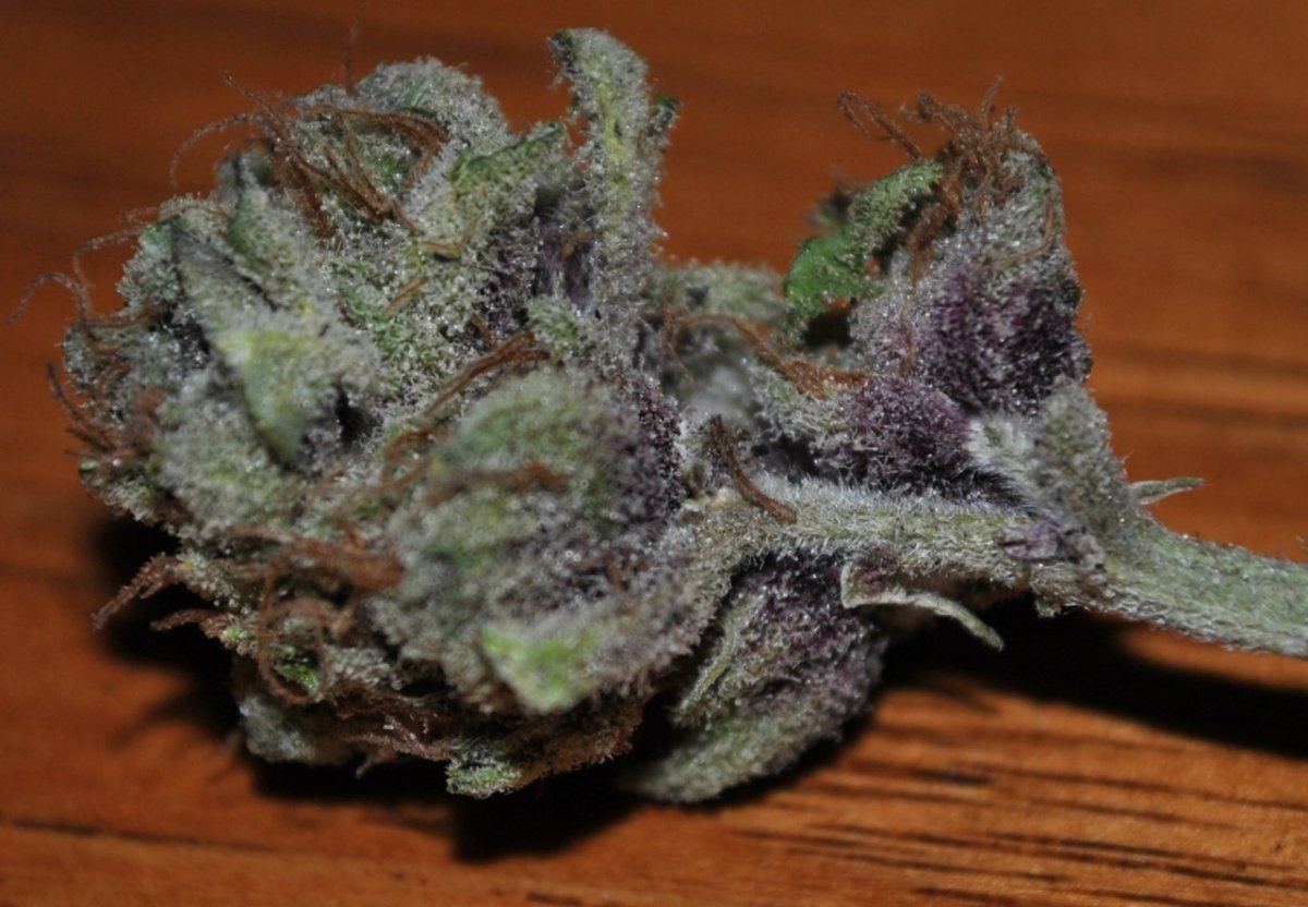 JillybeanColoWWPurps 008