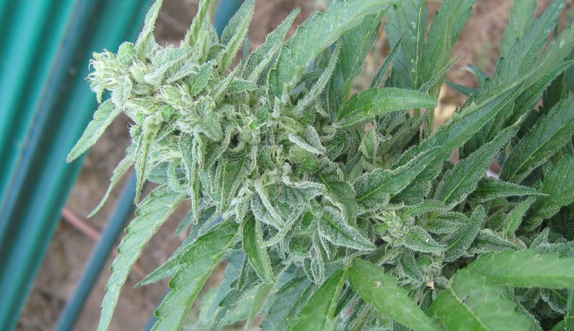 Jillybud6 5