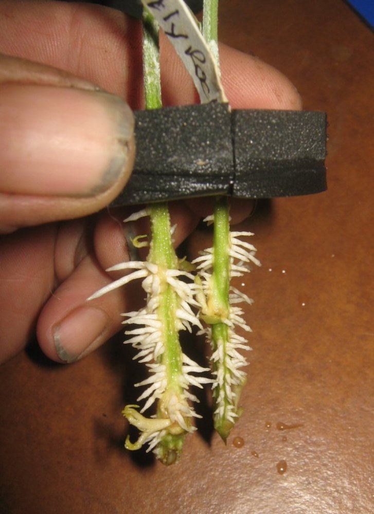 Jillyrockroots728