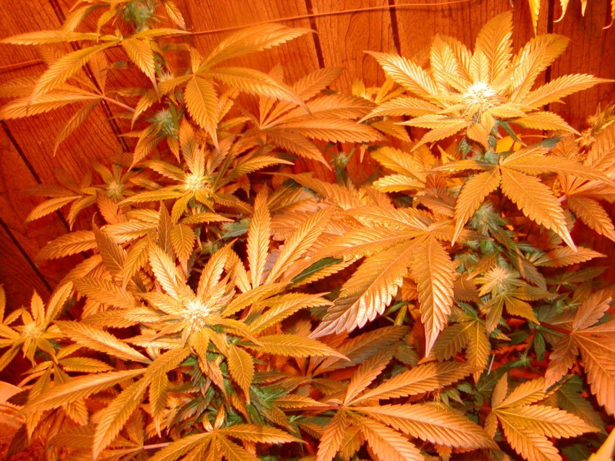 Jim Ortegas Indicas1