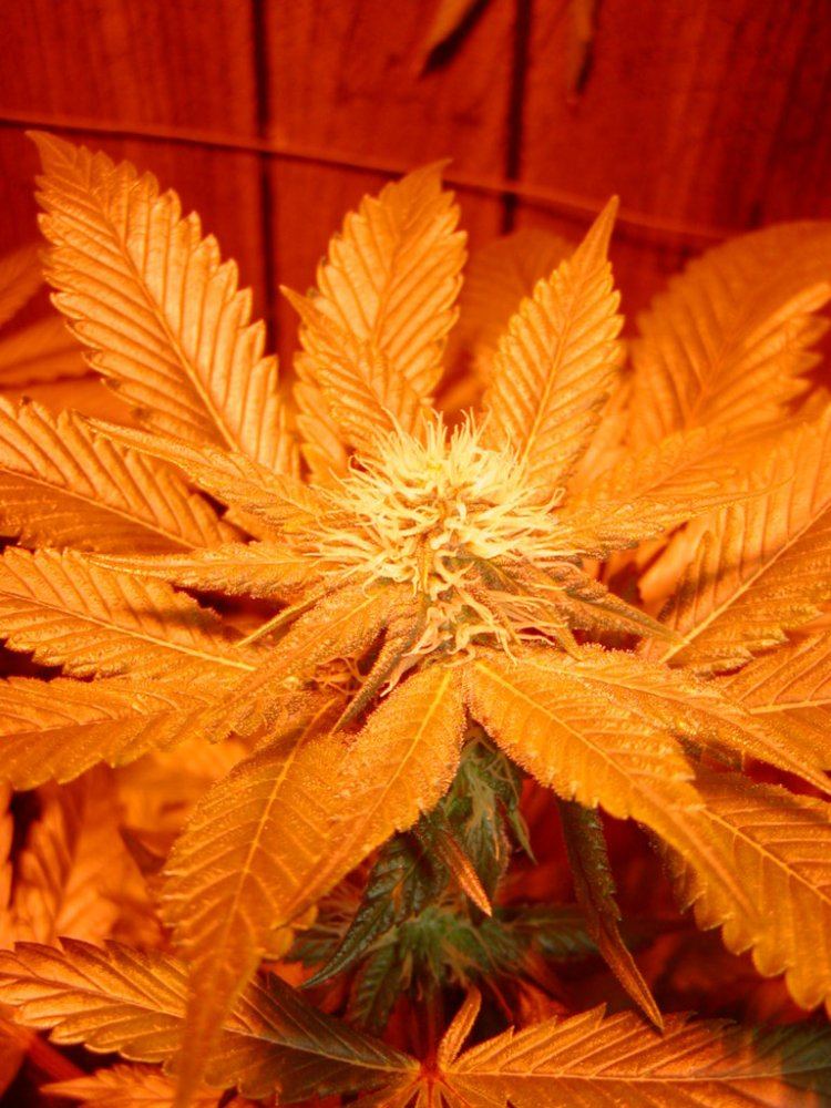 Jim Ortegas Indicas2