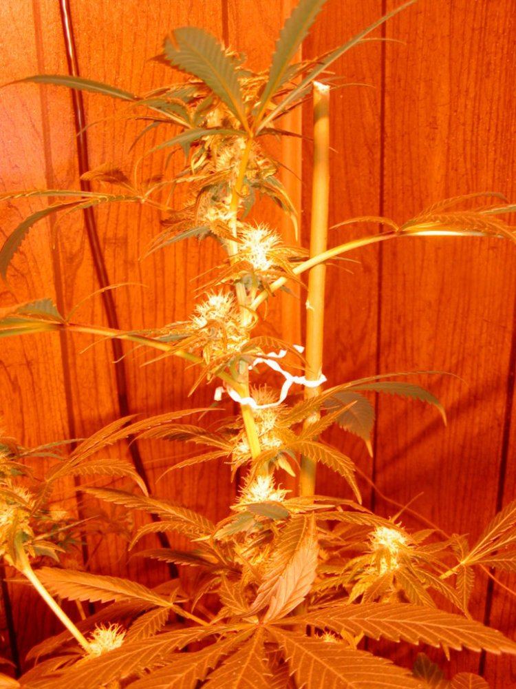 Jim Ortegas Indicas5
