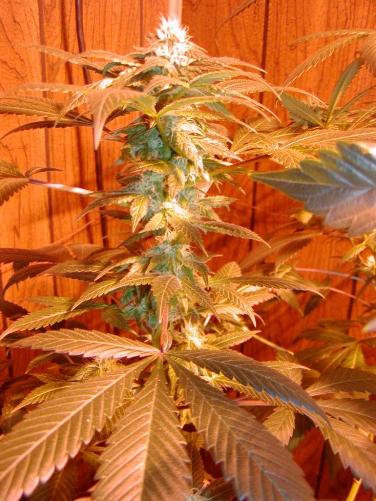 Jim Ortegas Indicas8