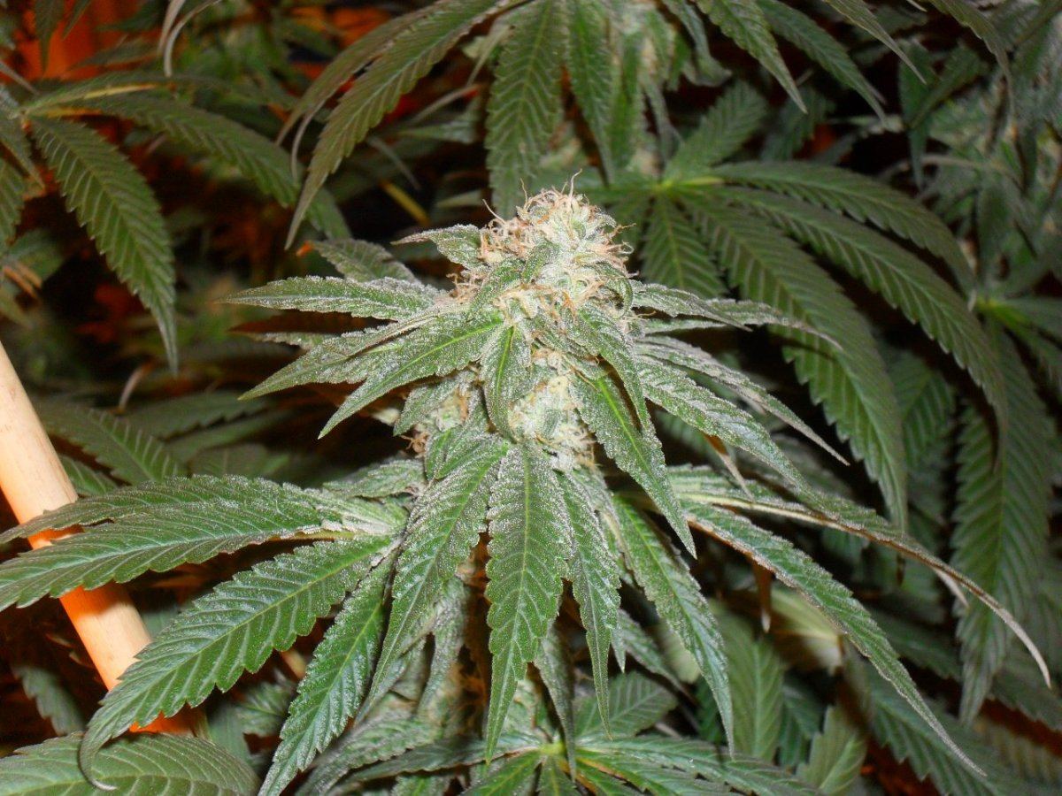Jjj 022