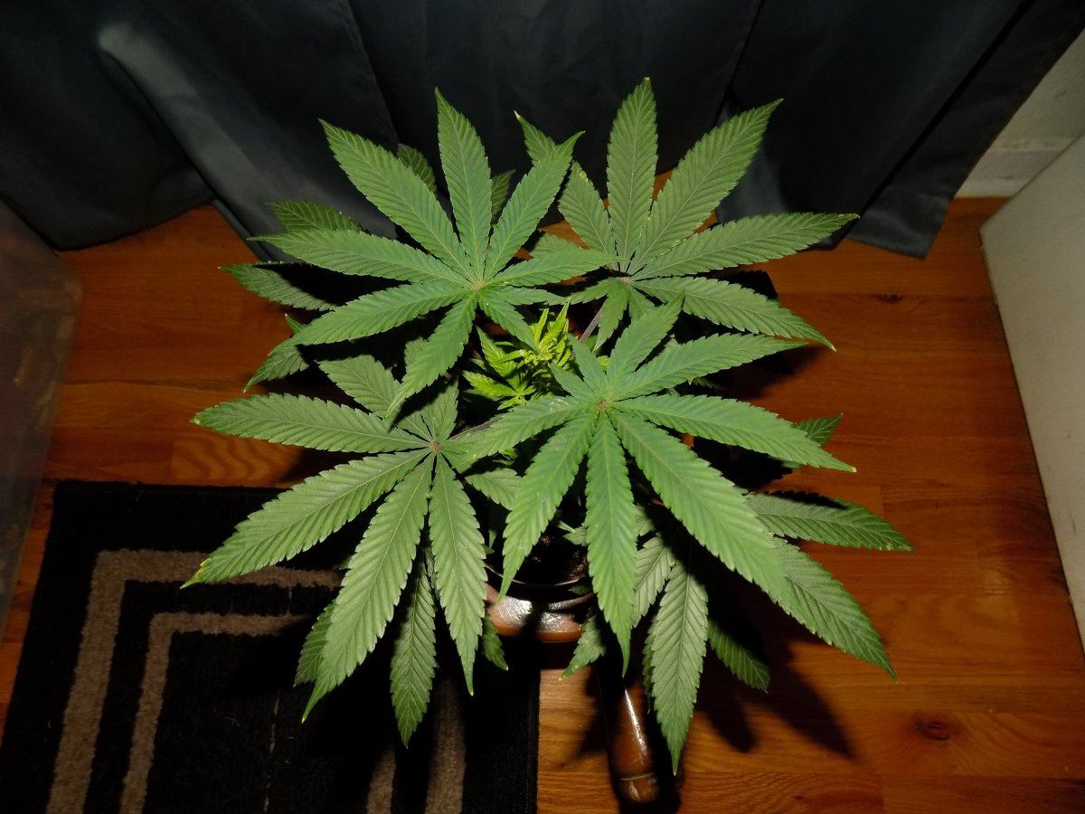 Jk 3