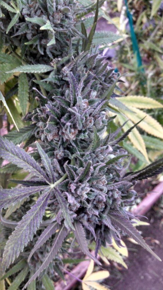 Joes bud