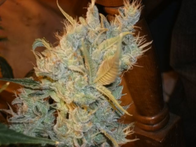 Joes fresh deezyd 4