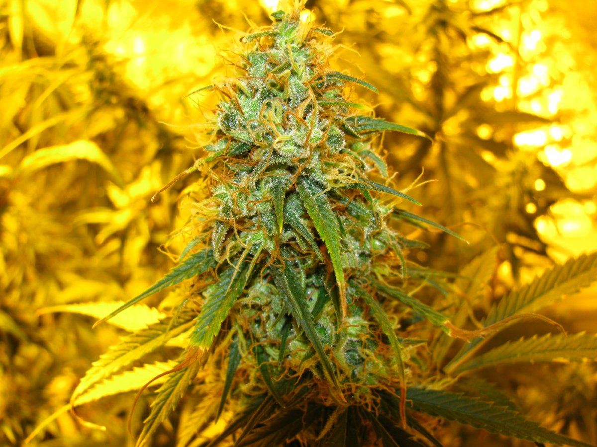 Joey weed ak47 x c99 2