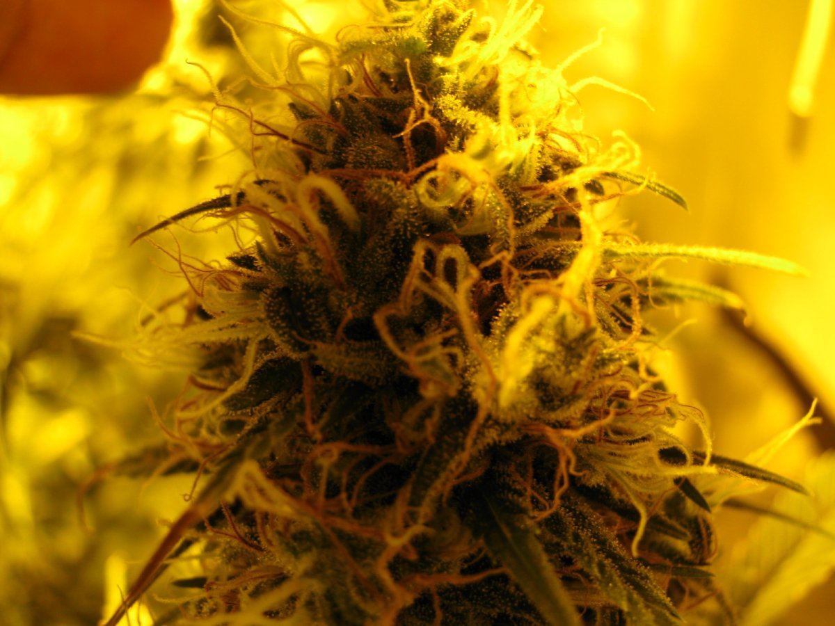 Joey weed ak47 x c99 4