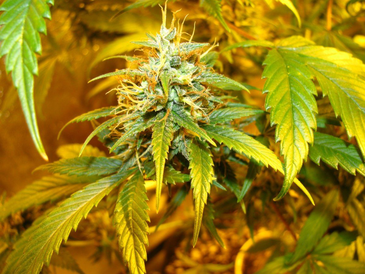 Joey weed ak47 x c99