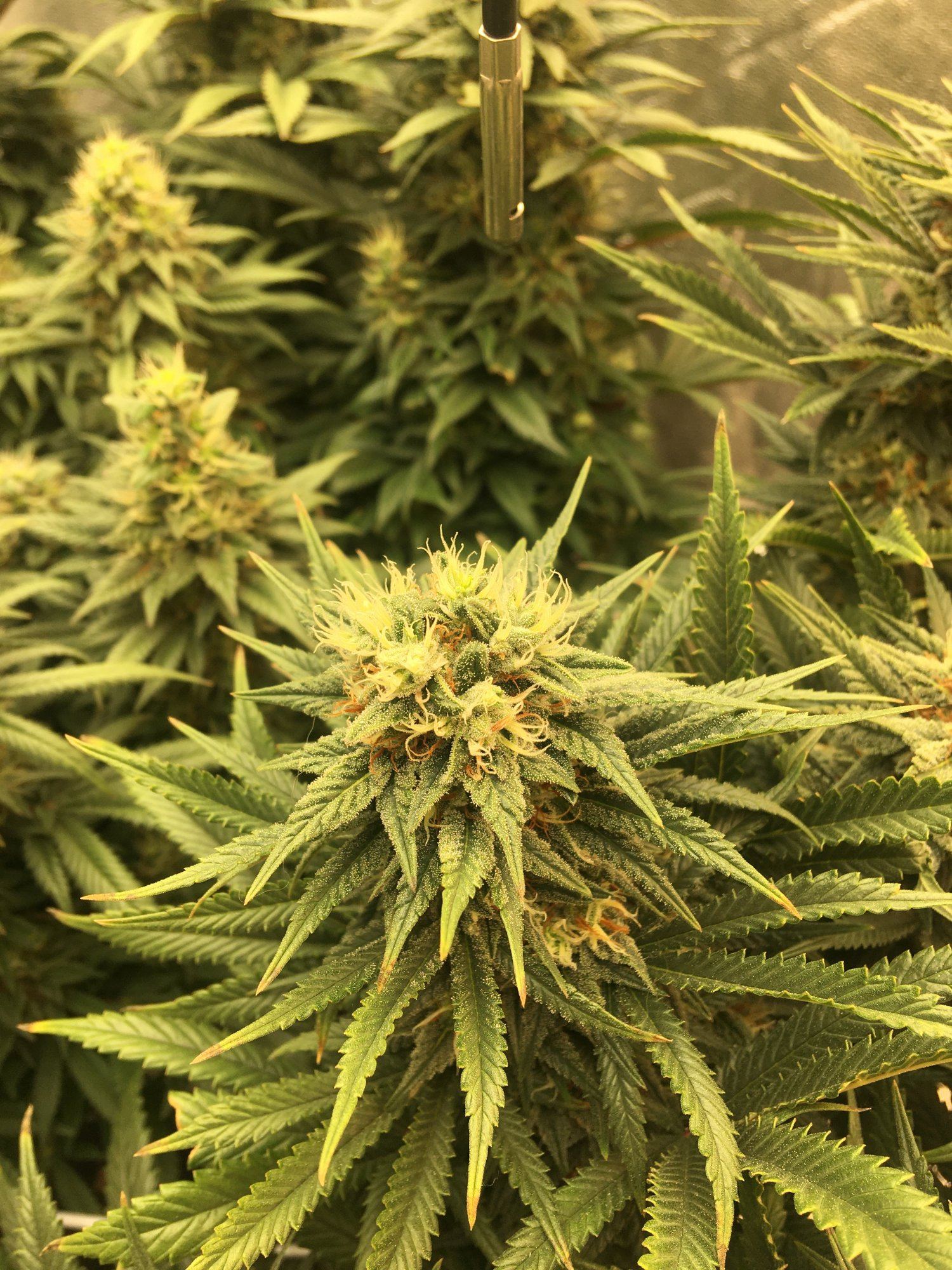 Jorges diamond 2 way different phenos 3