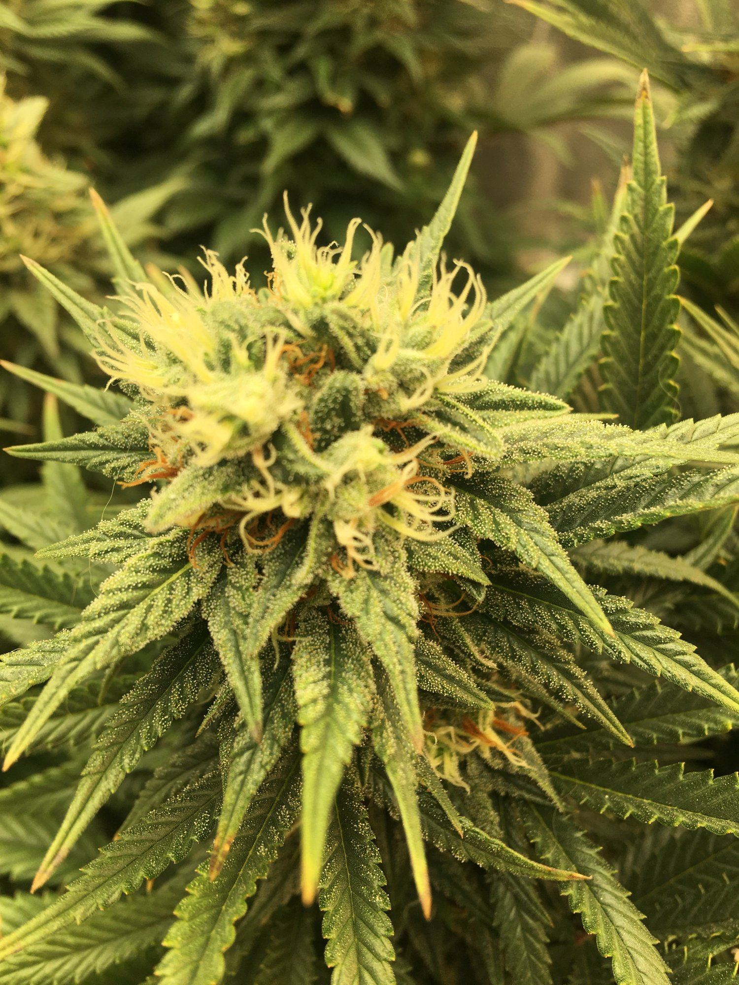Jorges diamond 2 way different phenos 4