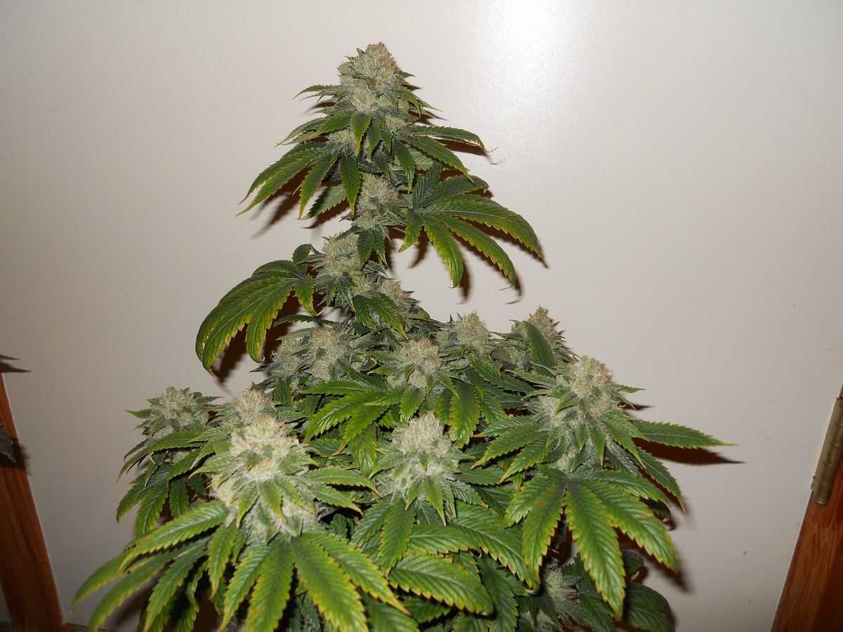 JSC day 47