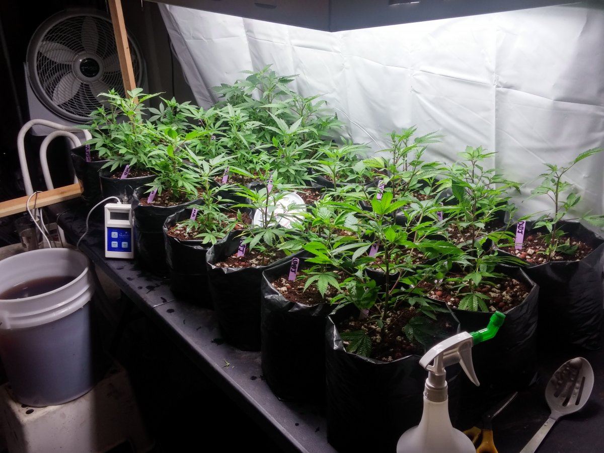 Jsd gg4 hydroponic research coco grow 2