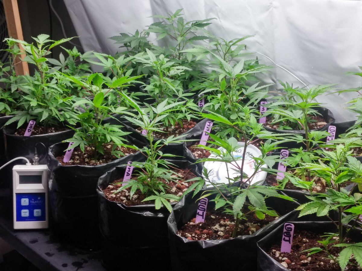 Jsd gg4 hydroponic research coco grow 3