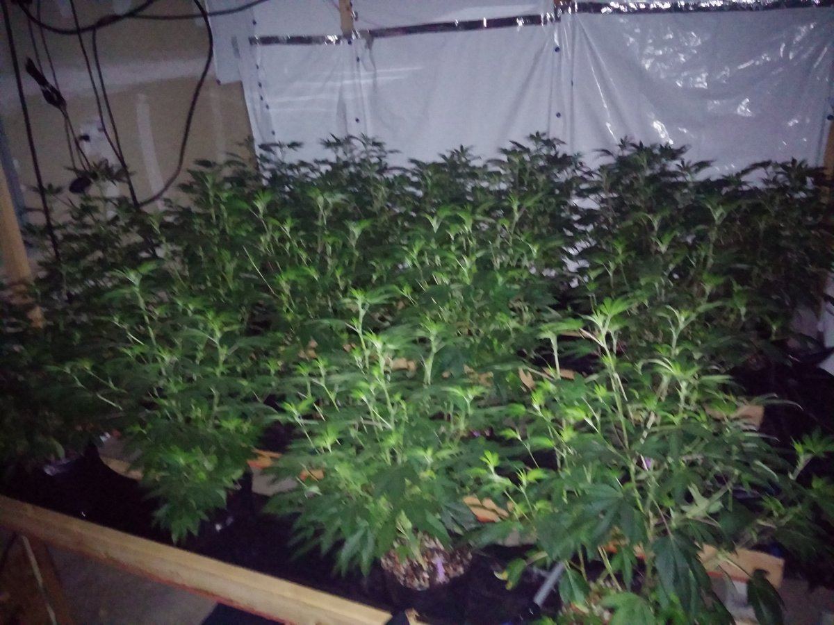 Jsd gg4 hydroponic research coco grow 4