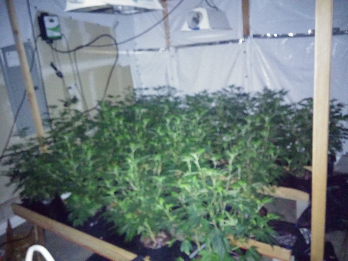 Jsd gg4 hydroponic research coco grow 5
