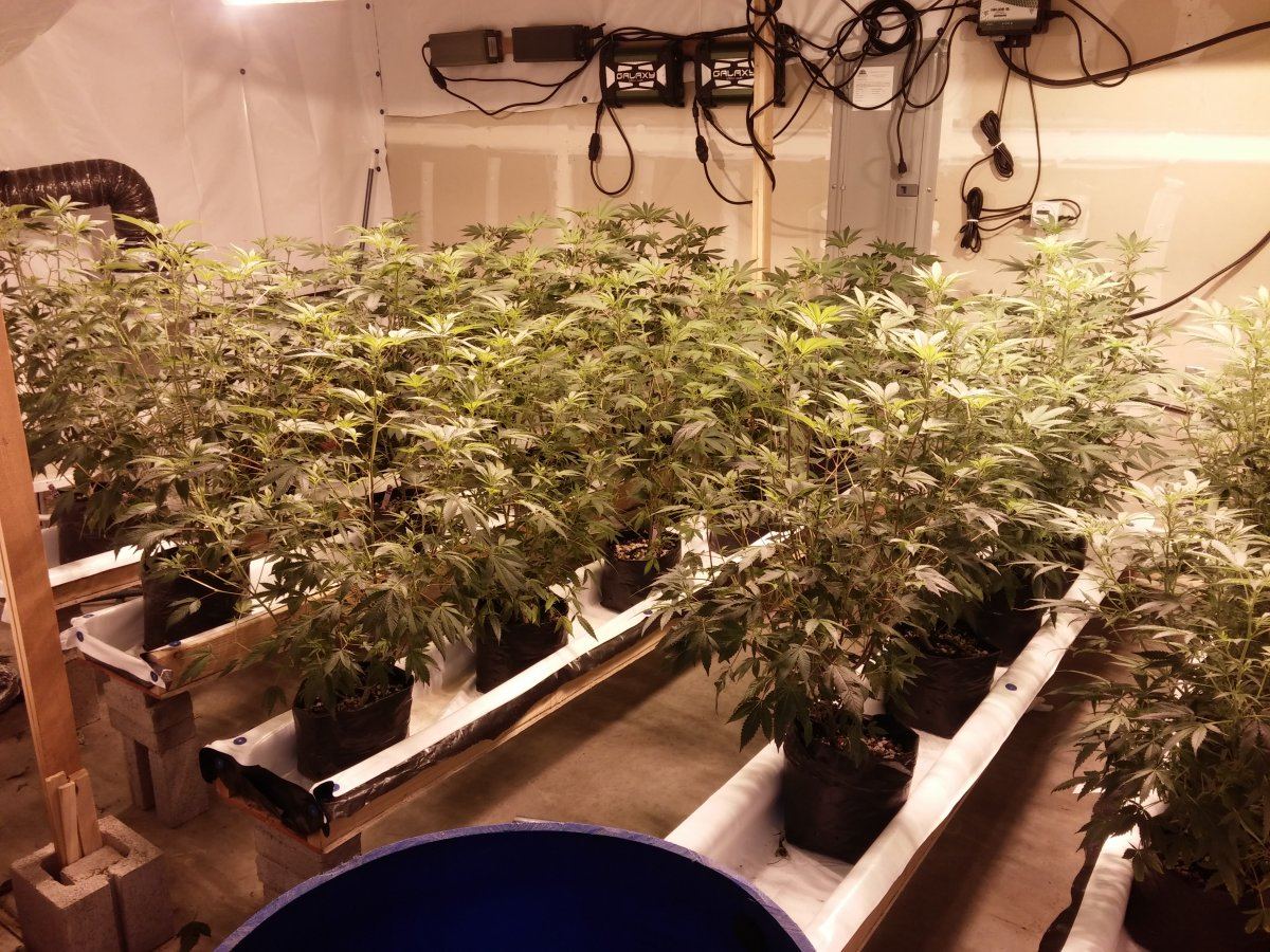 Jsd gg4 hydroponic research coco grow 6