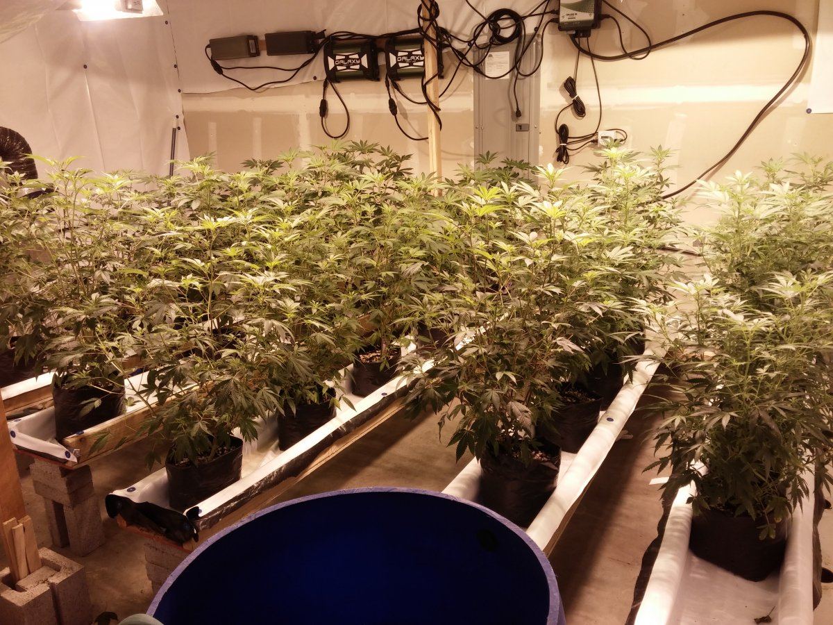 Jsd gg4 hydroponic research coco grow 7