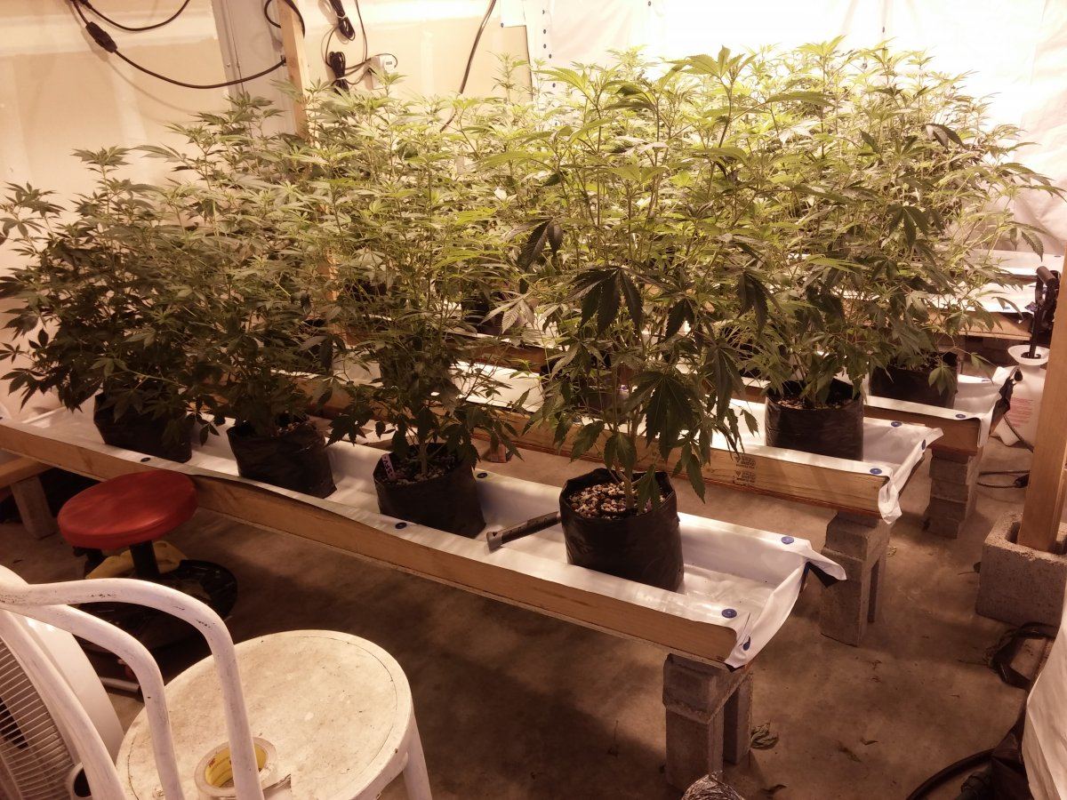 Jsd gg4 hydroponic research coco grow 8