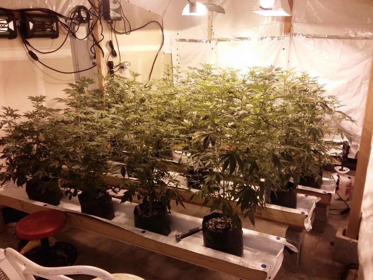 Jsd gg4 hydroponic research coco grow 9