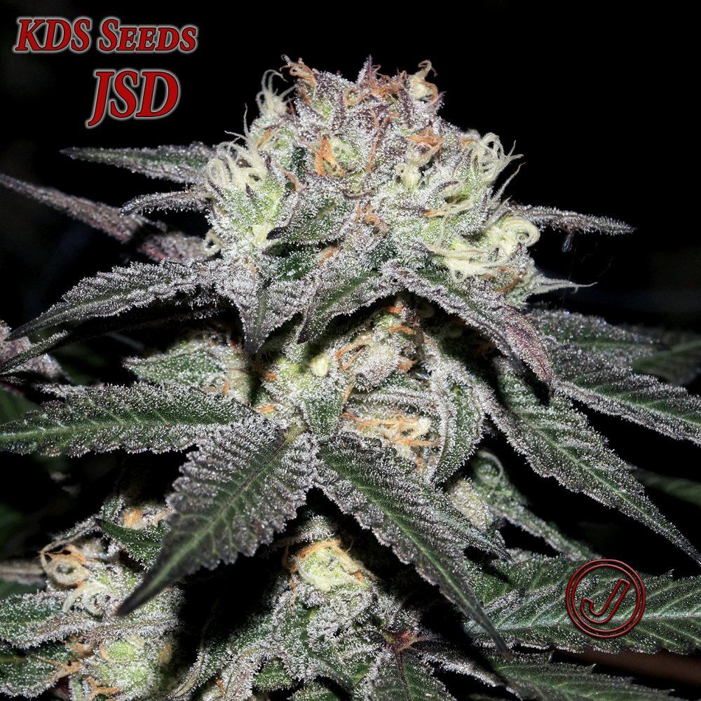 Jsd 53