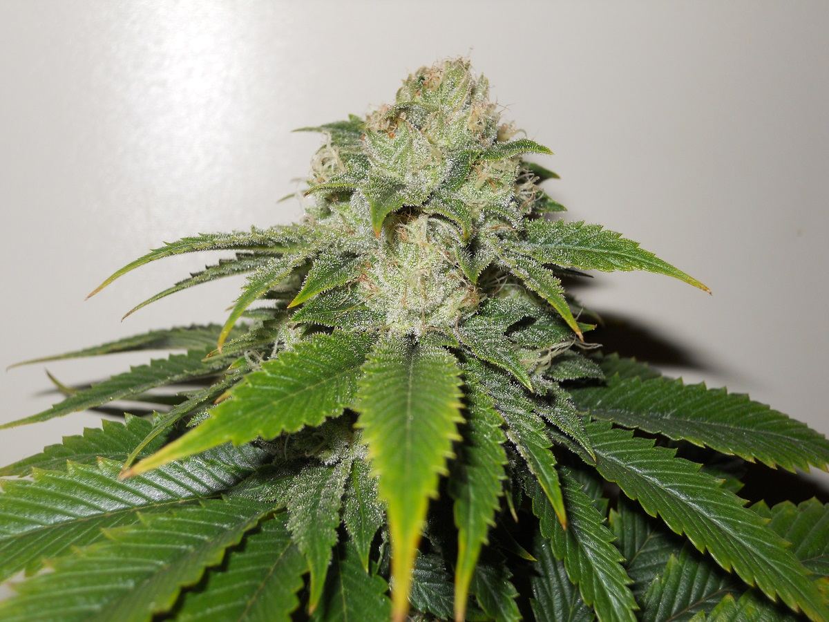 JSK day 36