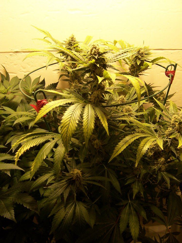 Juan Herer 5 flush W10