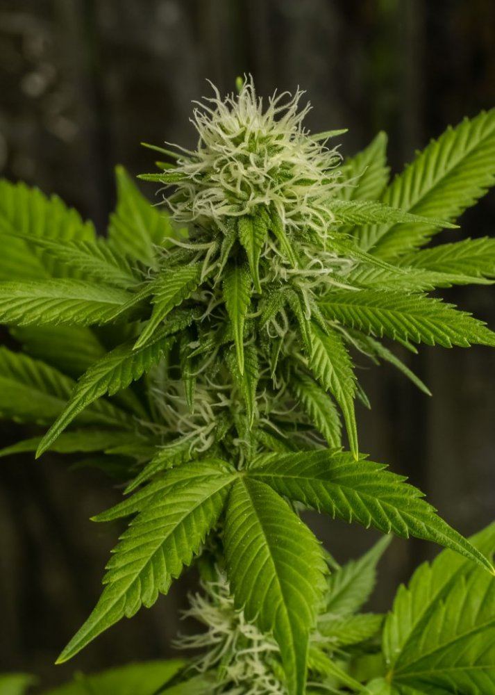 Juicyfruit web