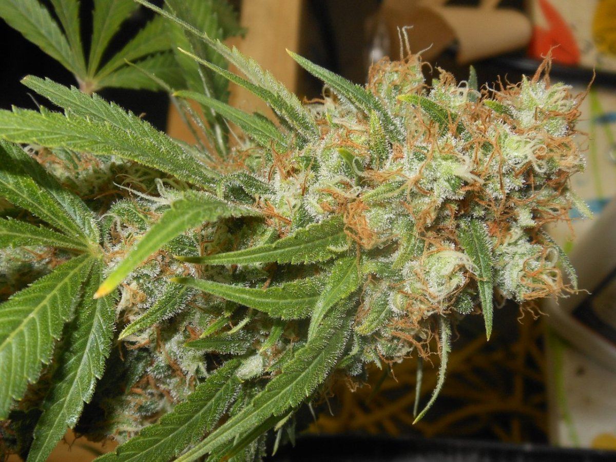 Juliette bday 058