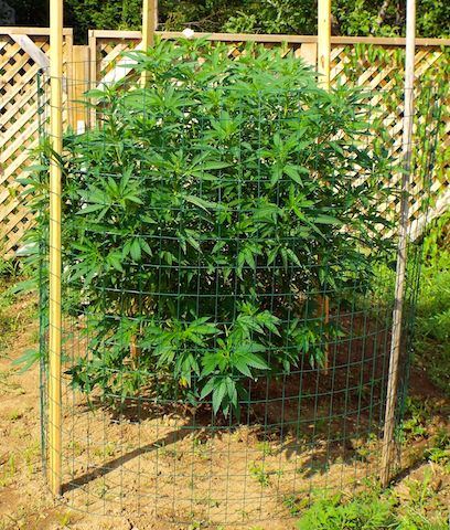 July8 headband