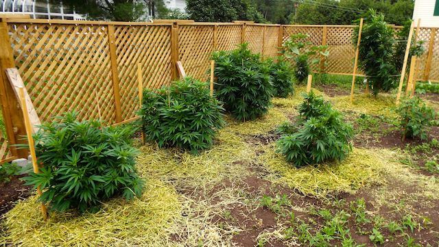 July8 plantes