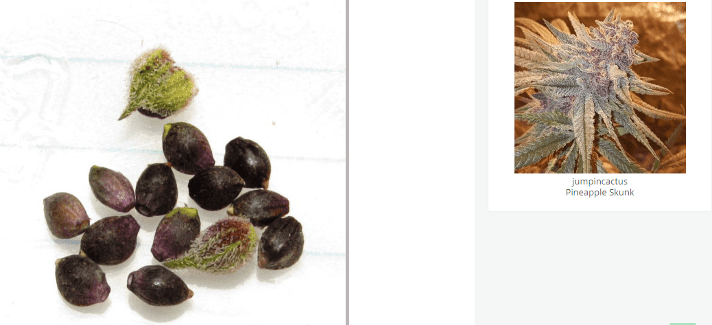 Jumpicnexttopurpbeans32919