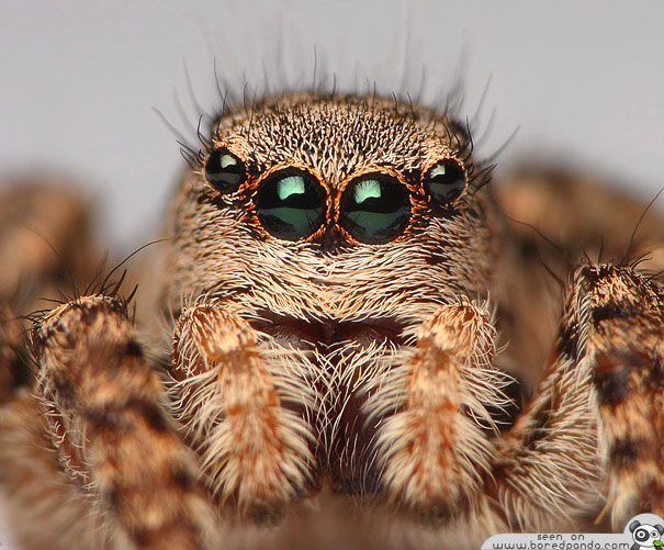 Jumping Spider most beuatiful spider in the world 20