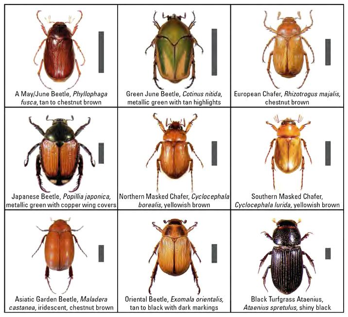 June beetles