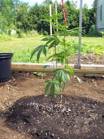 June19 Sin Mint Cookies