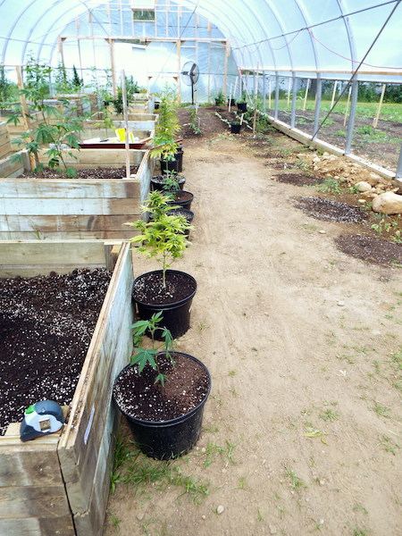 June24 herbs