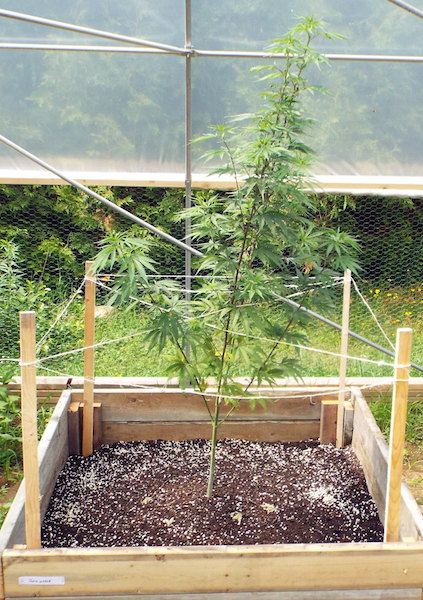 June24 Trainwreck