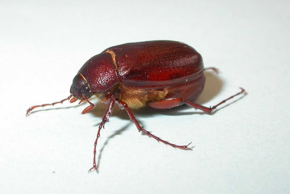 JuneBeetle
