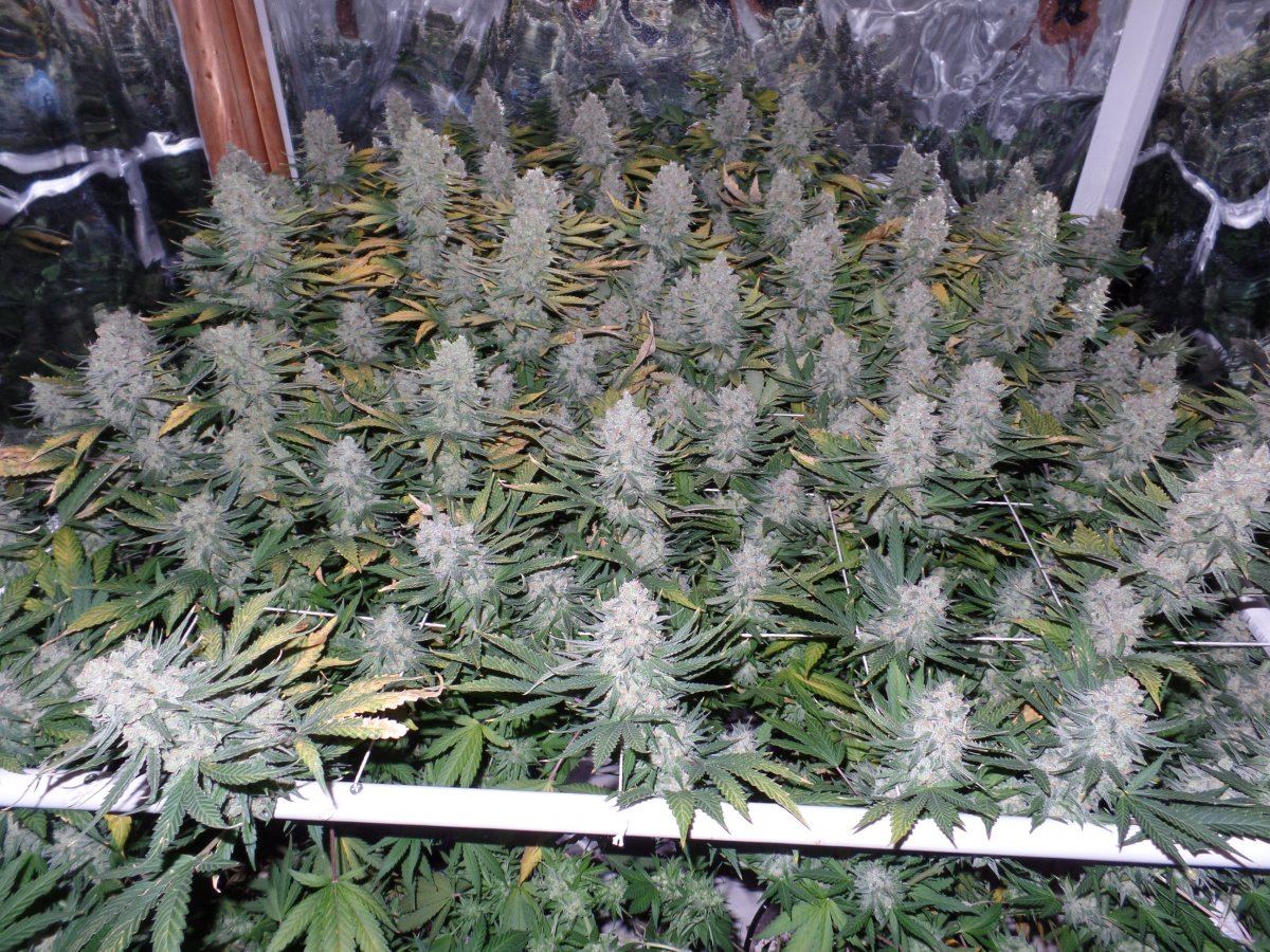 JuneTrellis2015 042