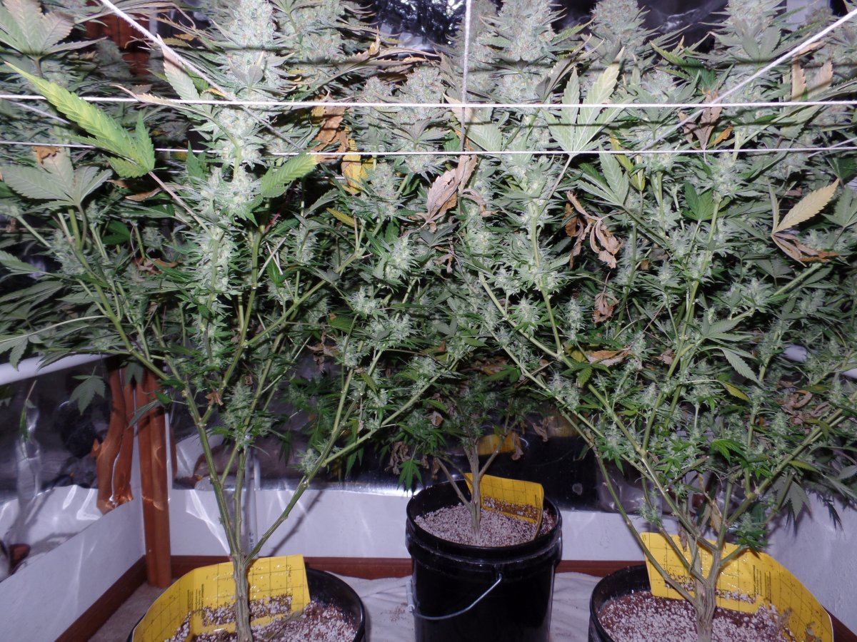 JuneTrellis2015 118