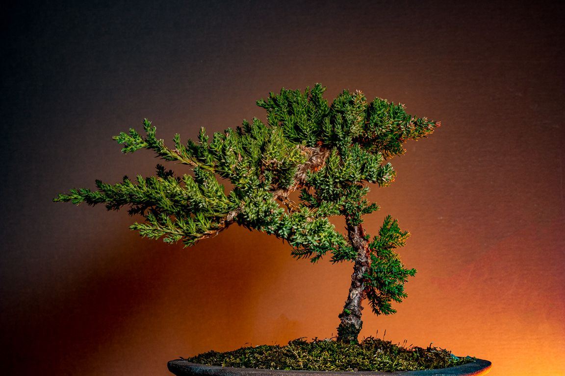 Juniper