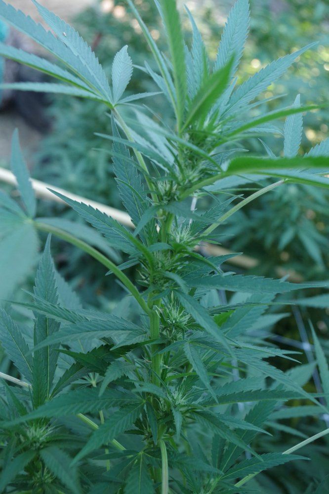 Junks growing log 10