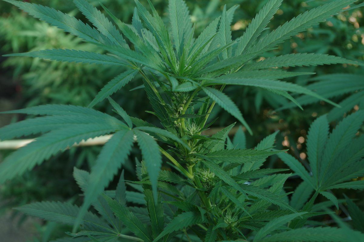 Junks growing log 11